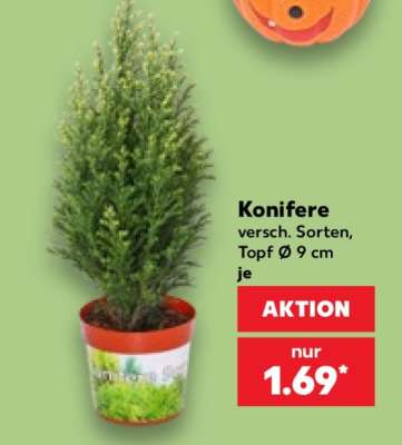 Konifere