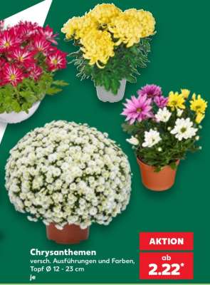 Chrysanthemen