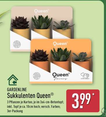 Sukkulenten Queen®