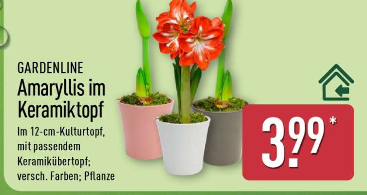 Amaryllis im Keramiktopf