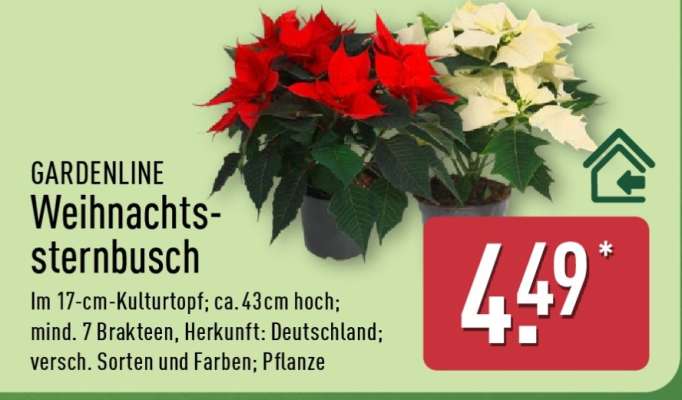 GARDENLINE Weihnachtssternbusch